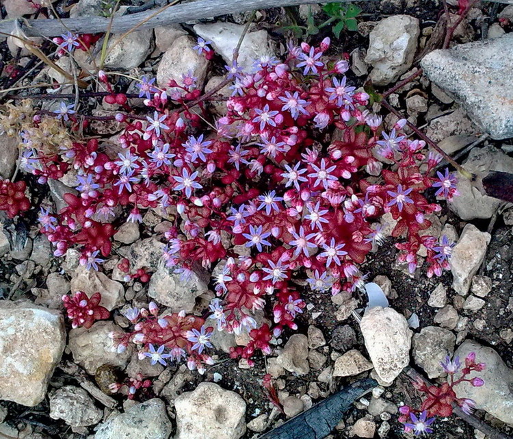 Sedum caeruleum / Borracina azzurra